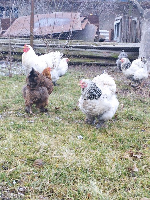 Продам кури Брама