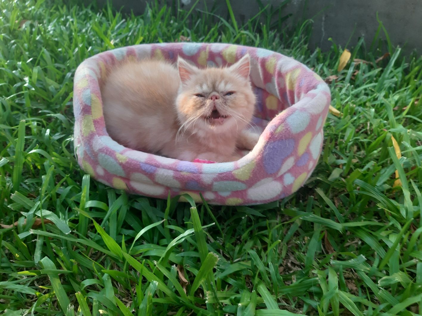 Gato persa red tabby