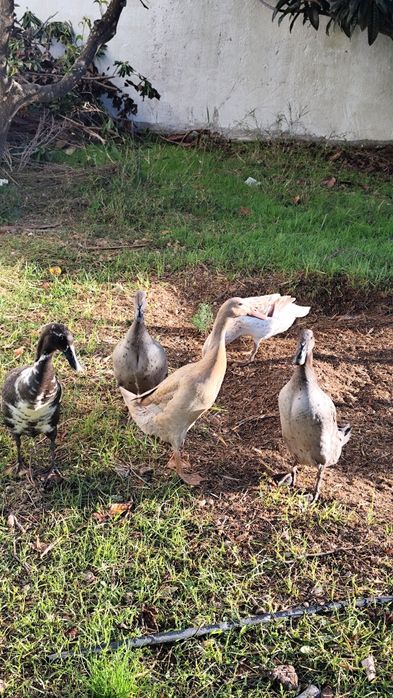 Bando de patos corredores