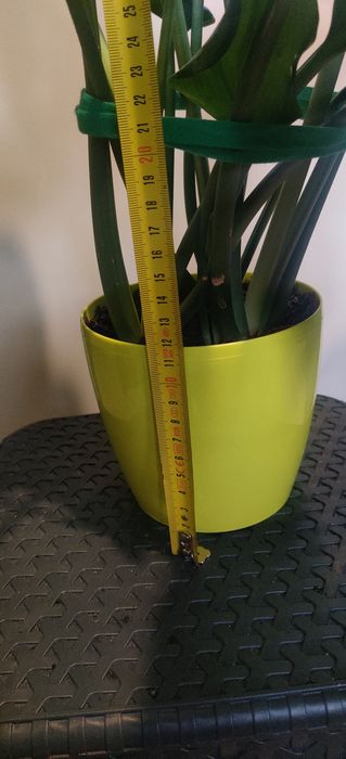 Продам вазон Еухаріс