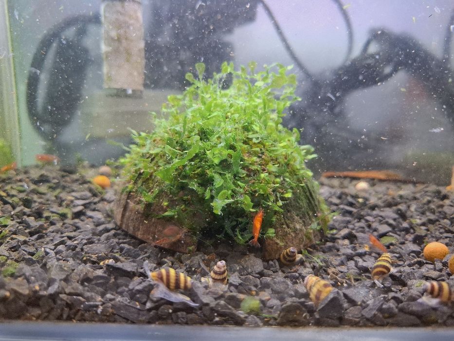 4 Cascas / Casca de coco com musgo pellia