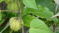 Physalis  - fisális  planta frutífera procura novo dono