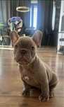 Buldog francuski lilac lilak liliowy nie blue niebieski