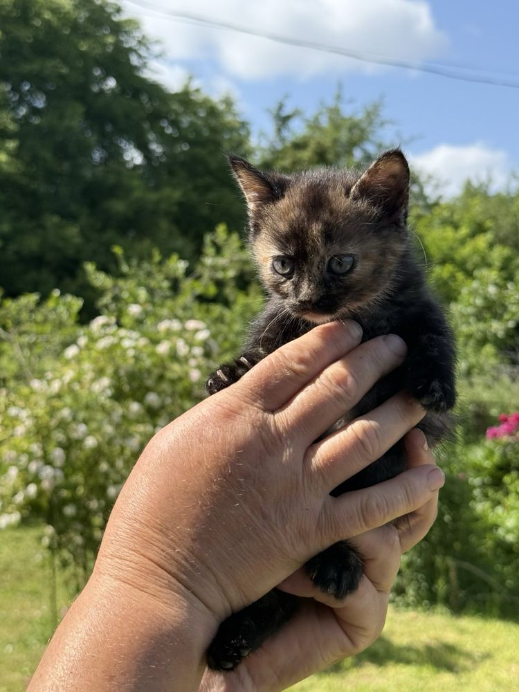 Надзвичайне кошеня, котеня