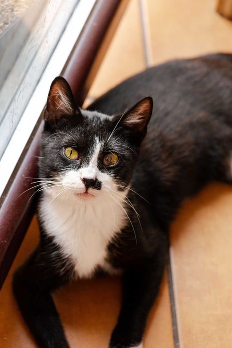 Profesor szuka domu! Fundacja "Stawiamy na Łapy"