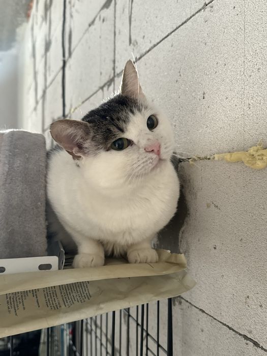 Котик в добрі руки