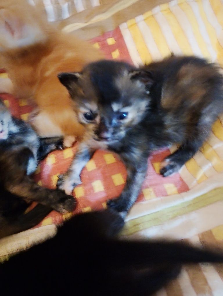 Gatinhos com um mes para doar