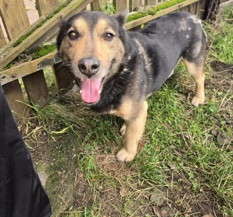 Cudowny piesio Max po tragedii szuka drugiej szansy