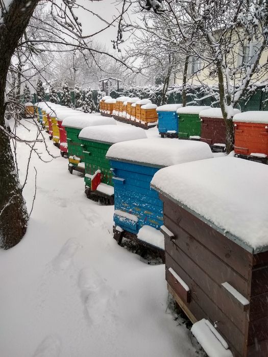 Odkłady Pszczele
