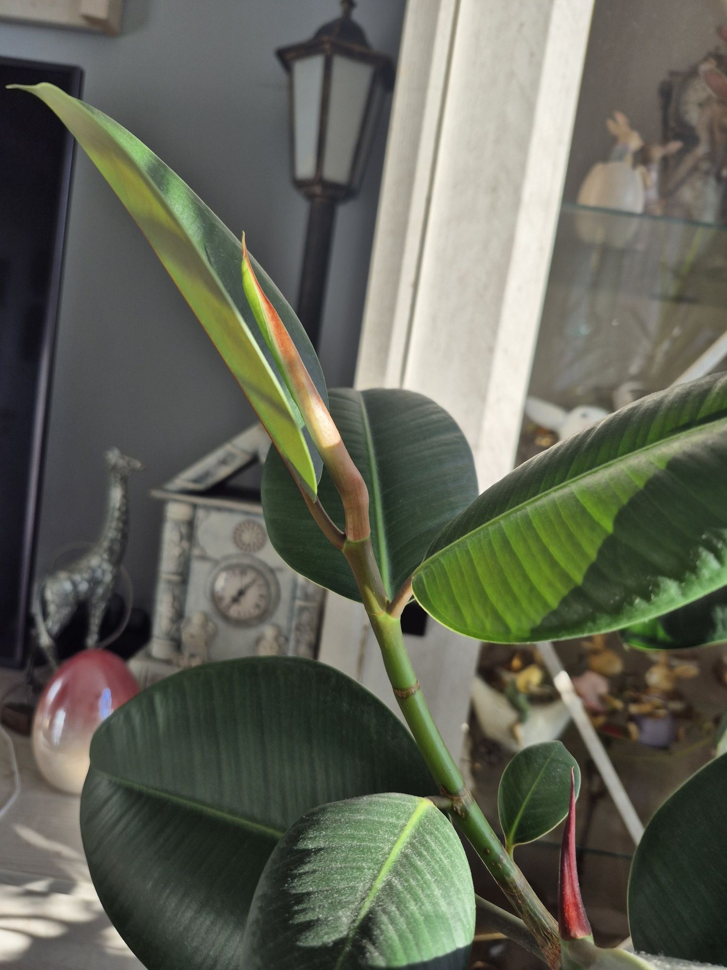 Figowiec sprężysty - Ficus elastica Robusta