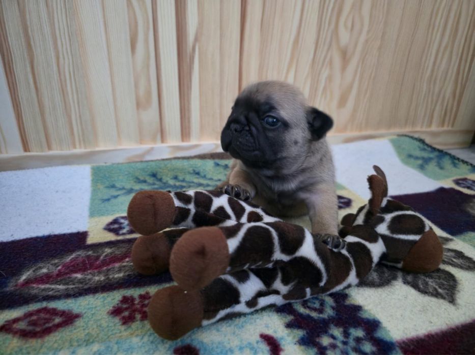 Buldog Francuski FCI