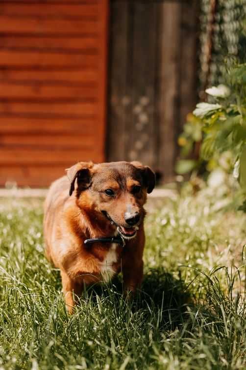 Stale uśmiechnięty Żelek poleca się do adopcji!!!