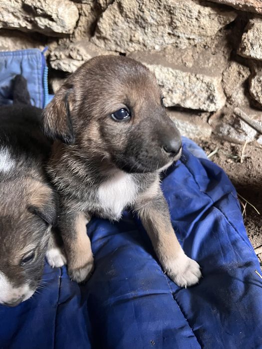 Цуценята в добрі руки