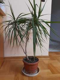 Margierita Dracena