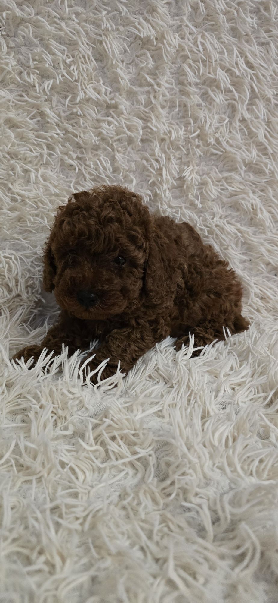 Maltipoo F1b chłopczyk Red Brown do odbioru