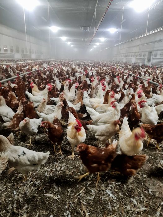 Kury nioski z wolnego wybiegu ! Rosa Messa Tetra Dominat ! Zapraszam !