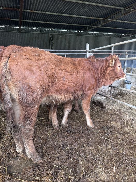 Vitelas cx  de carne