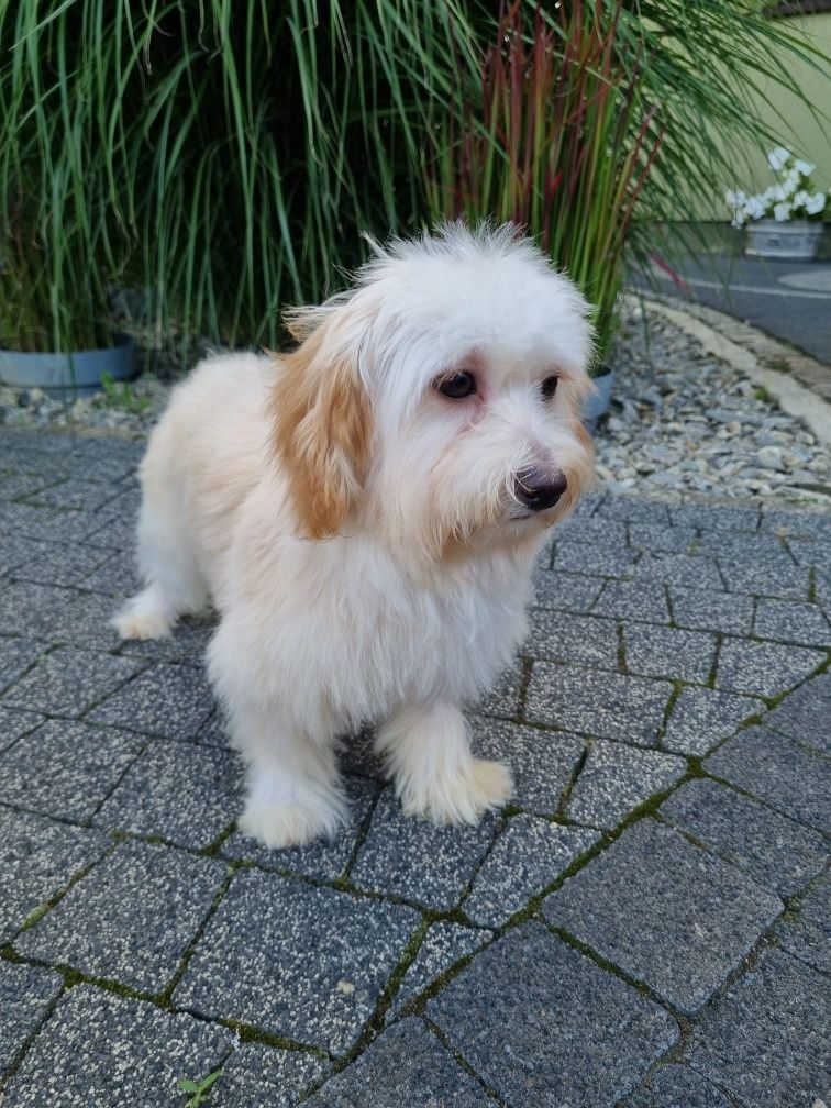 Maltańczyk pudel toy PIESEK MALTIPOO