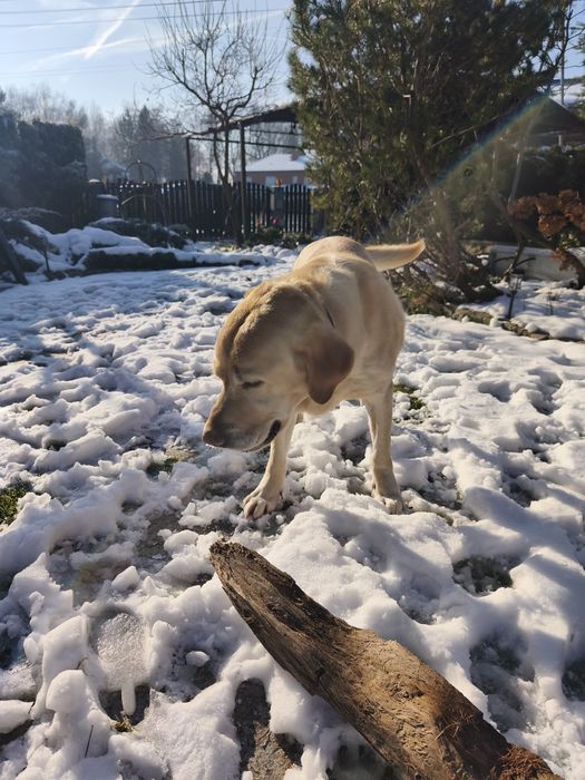 Oddam psa labladodra