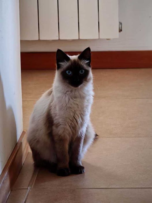 Gato Siamês para Adoção Responsável