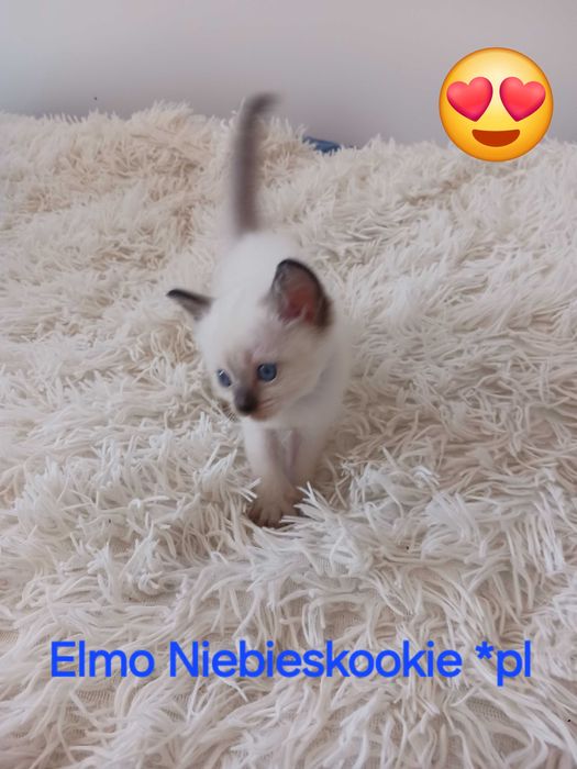 Kocurek tajski Elmo klasyczny z rodowodem WCF Niebieskookie *pl