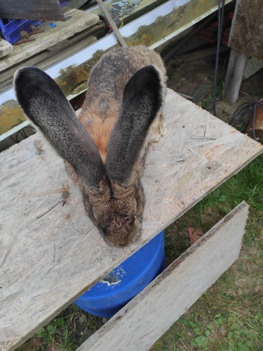 Samczyk Bos z rodowodem