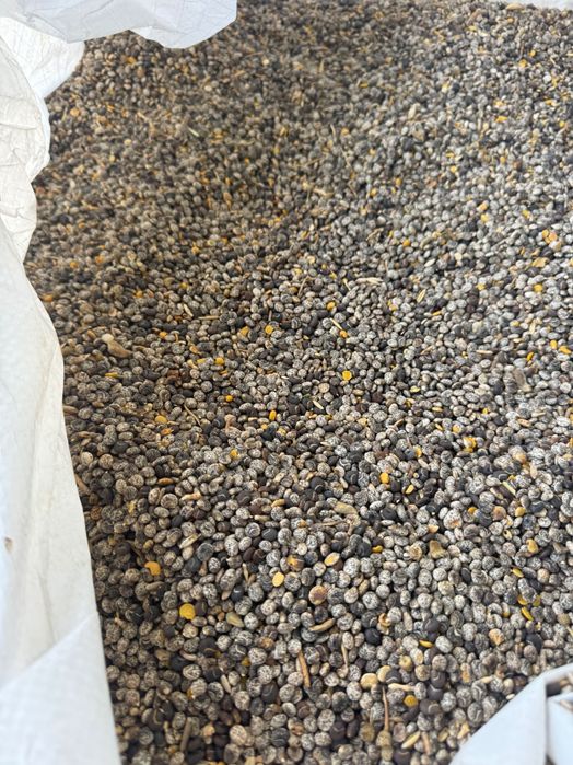 Tremocilha limpa