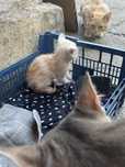 отдам бесплатно котёнка в хорошии руки