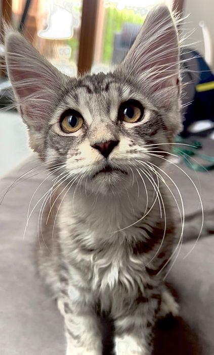 Maine Coon 1 kocurek i 2 koteczki