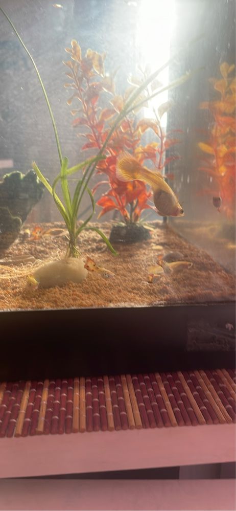 Guppy Peixe Saudáveis