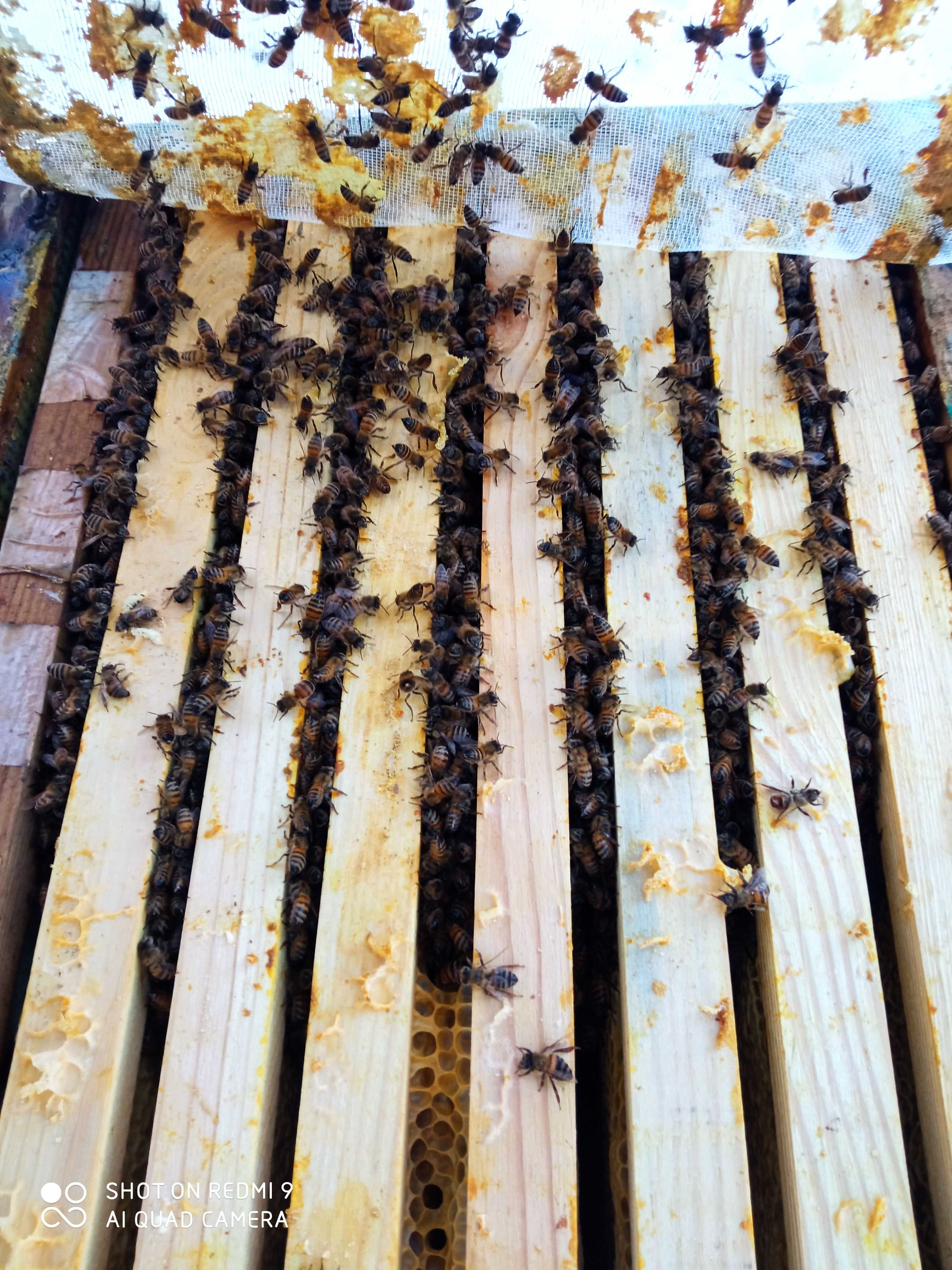 Бджолопакети 4 р.р, бджолосімї