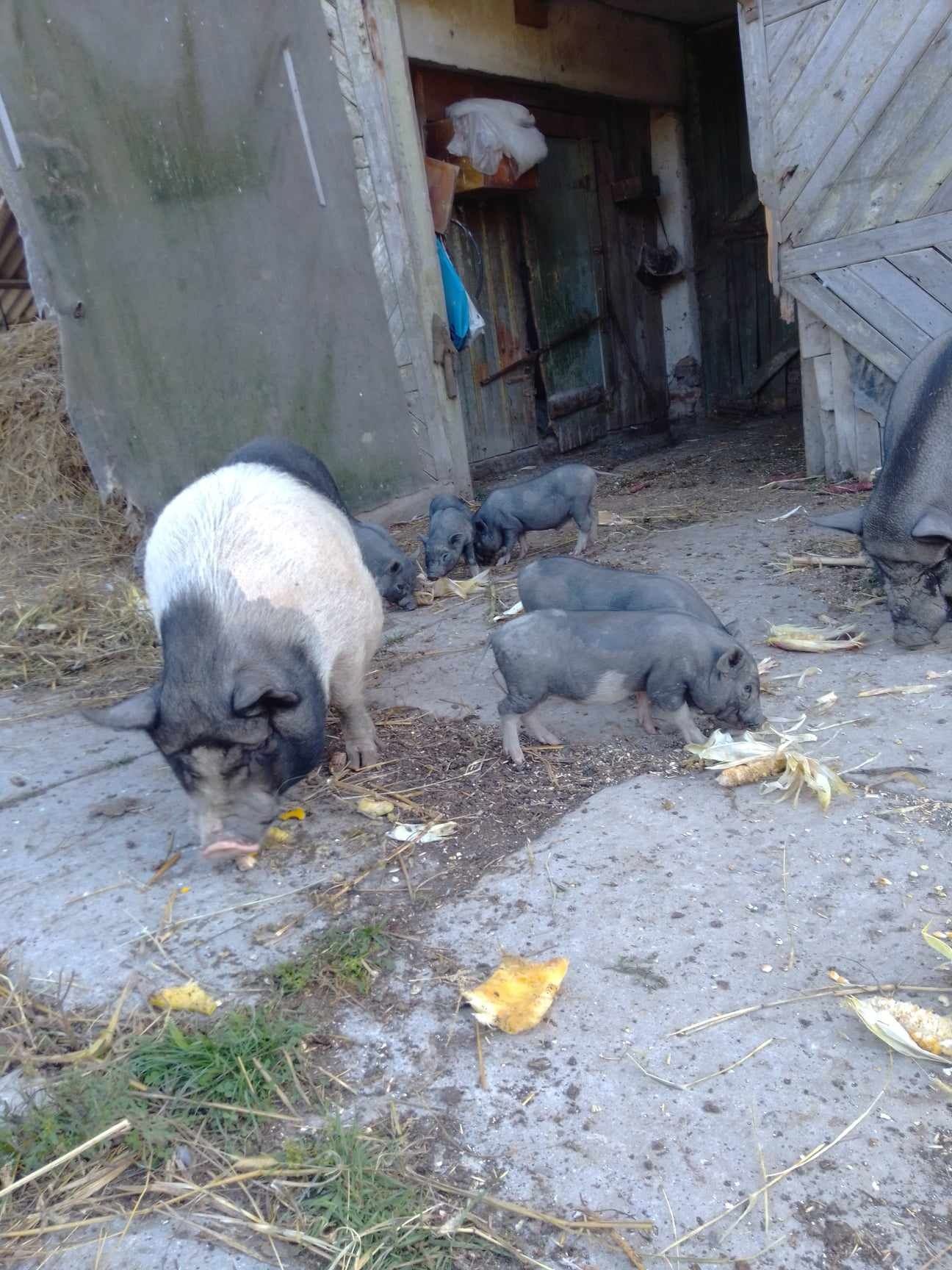 Продам вієтнамські поросята