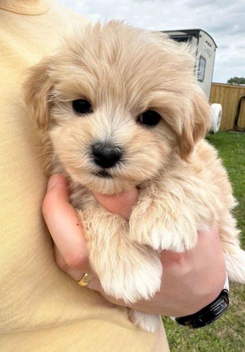 Мальтипу міні преміальне щастячко