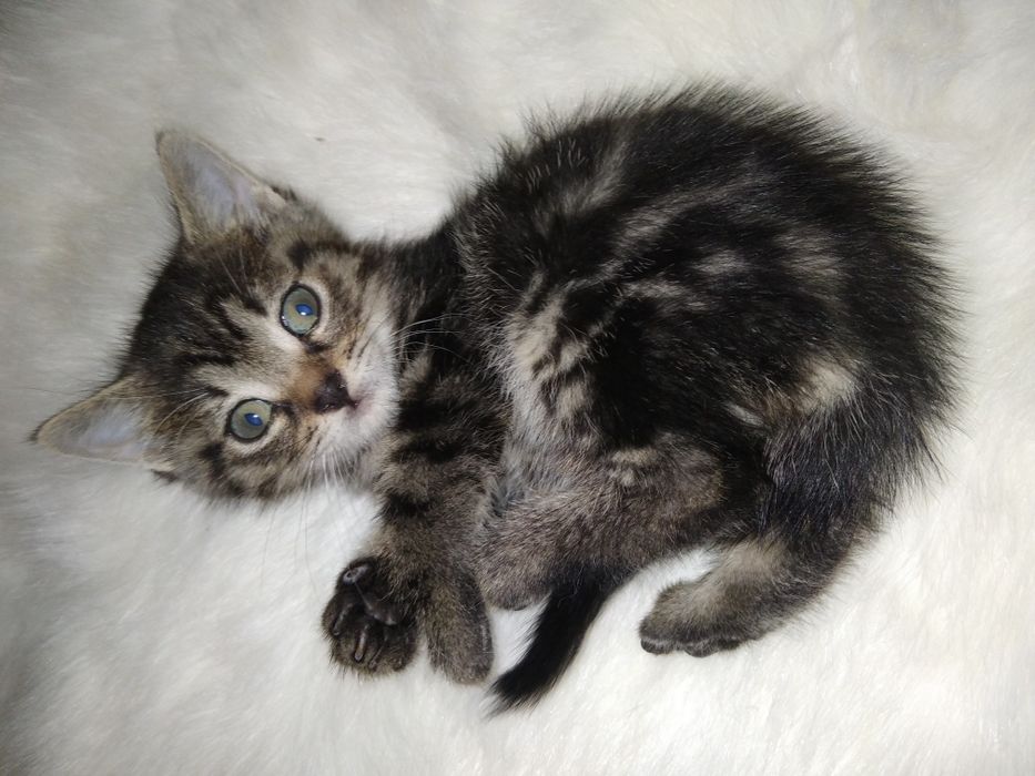 Пухнастий комочок щастя.