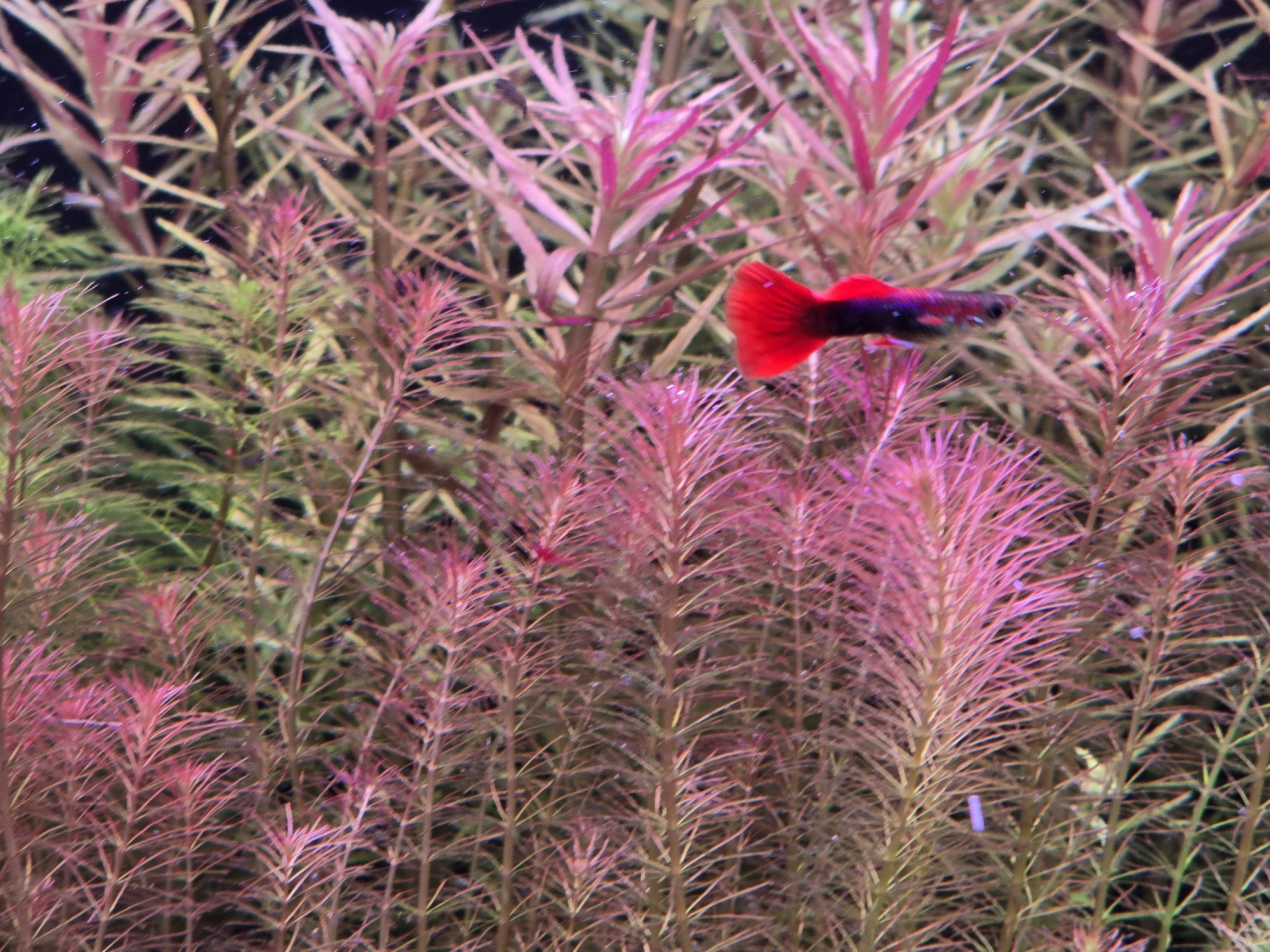 Gupiki platinum red tail