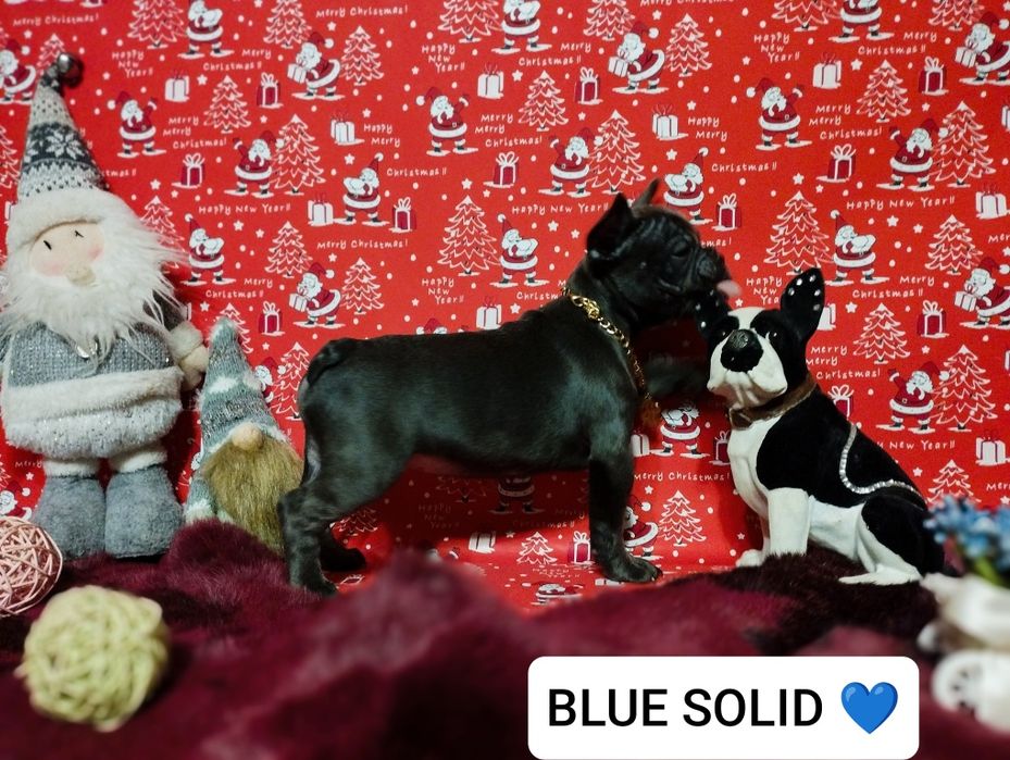 Blue solid,шикарный парень. Доставка по Украине и Европе.