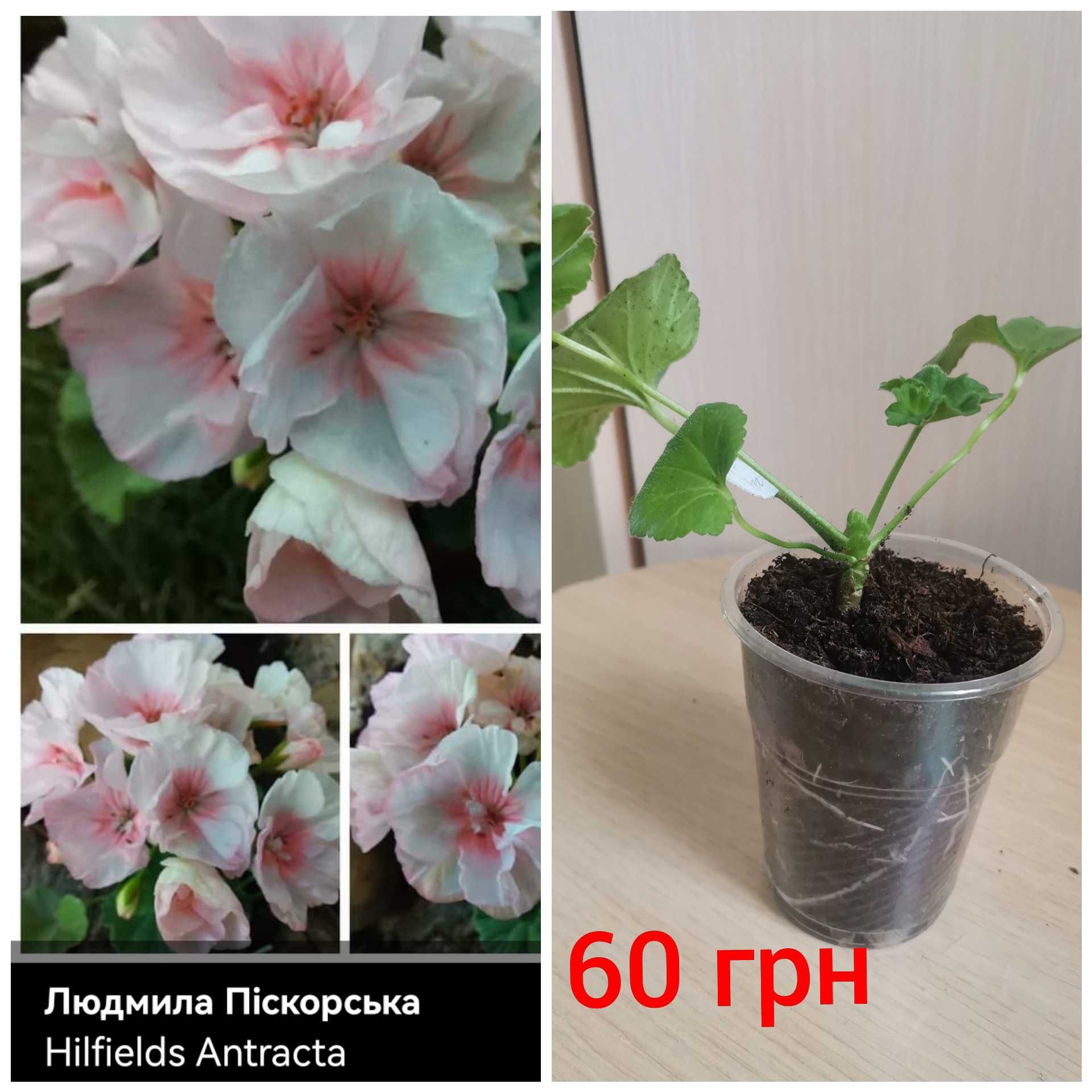 Сортова пеларгонія розобудна, тюльпановидна та махрова