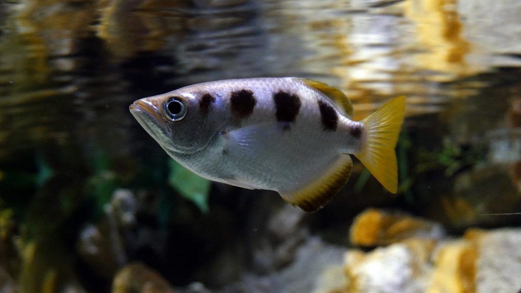 Peixe Arqueiro (Toxotes Jaculatrix)