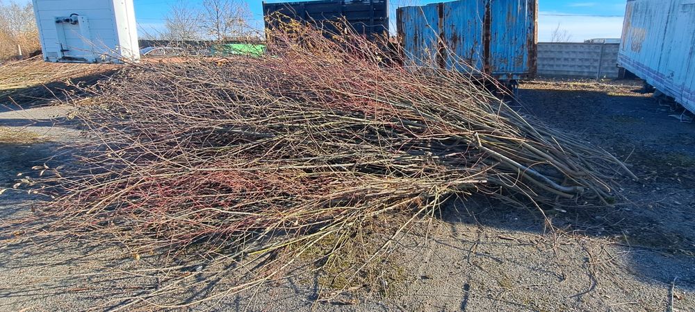 Гілки, дерева на розпалку