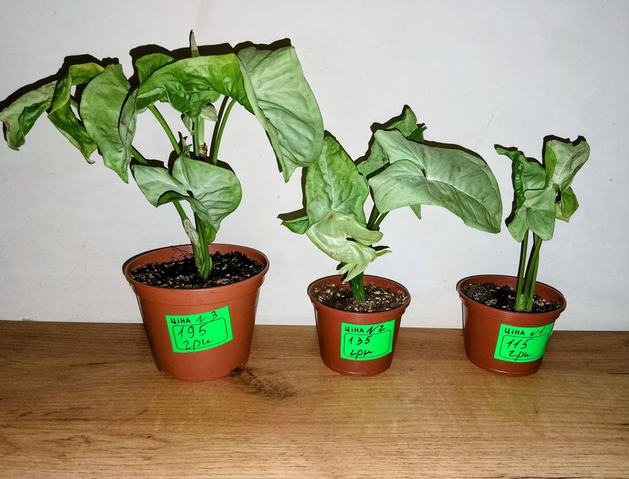 Сингоніум Confetti