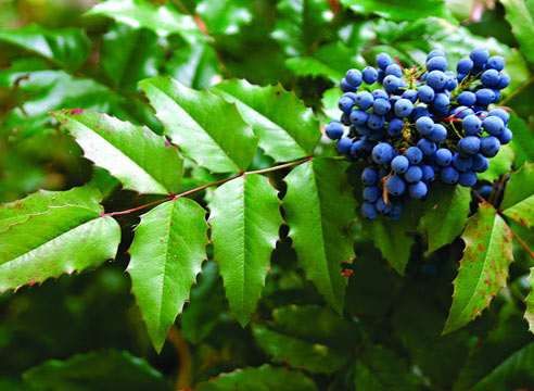 Магонія падуболистна вічнозелена