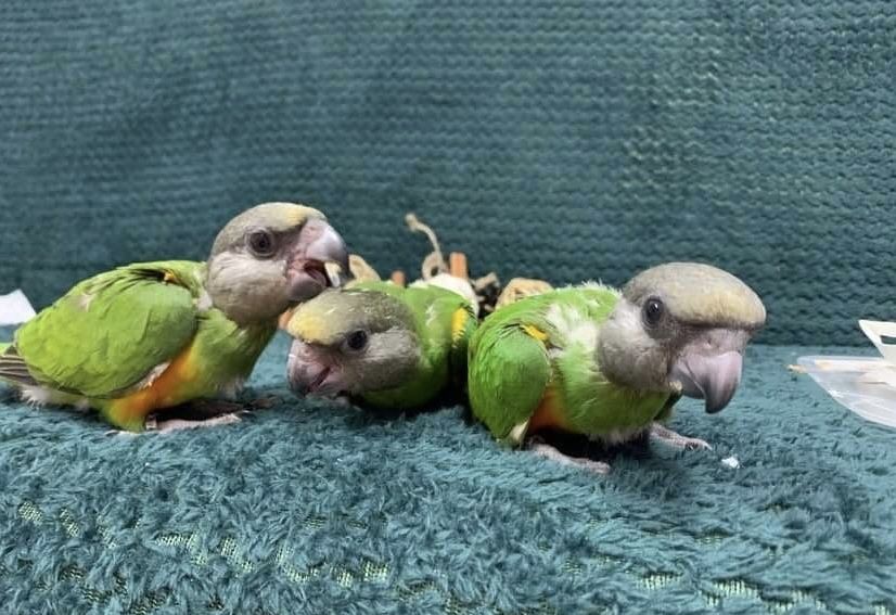Сегегальсике попугаи птенцы выкормыши