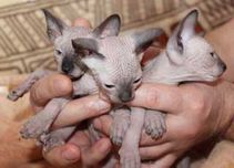 Канадский сфинк котята