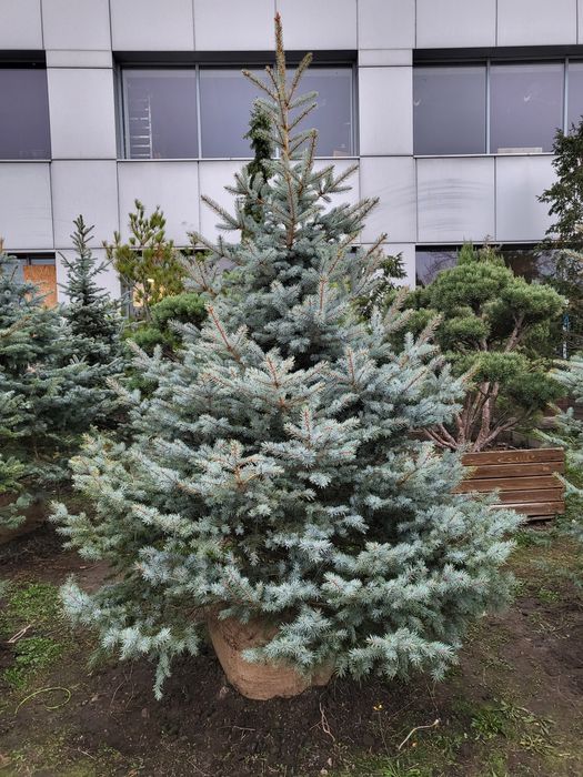 Живі новорічні Ялинки/Кримські Сосни/Псевдотсуги