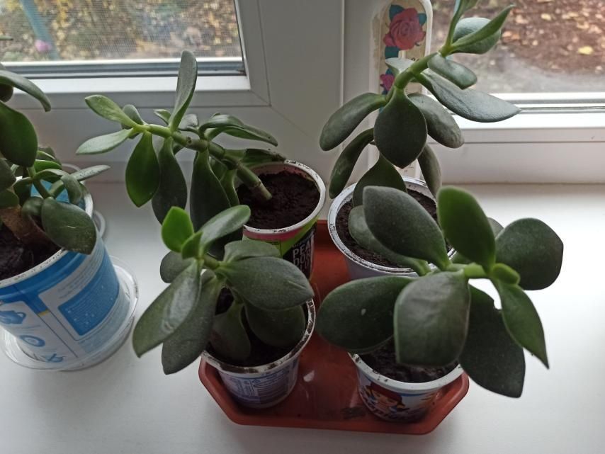 Грошове   дерево