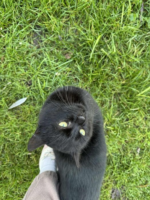 Piękny Puma szuka domu