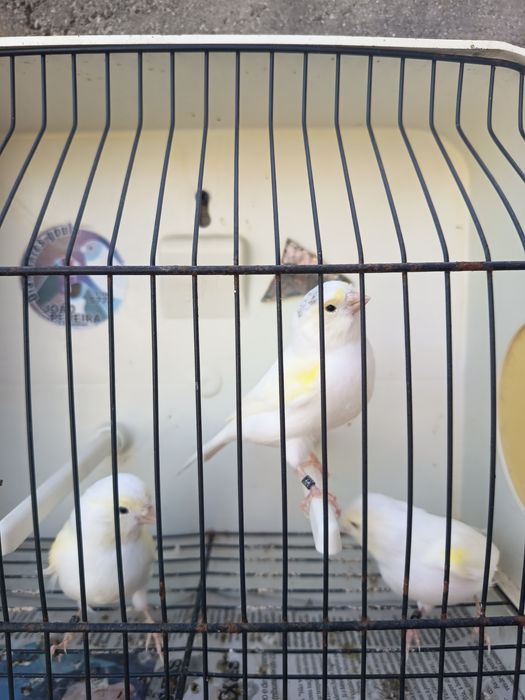 Canários mosaicos amarelos