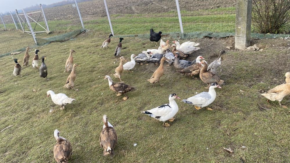 Kaczki, perliczki, indyki, biegusy indyjskie