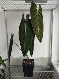 Philodendron melanochrysum XXL Filodendron melano