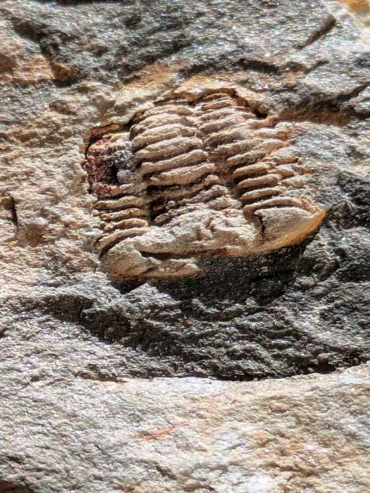 Caixa com mais de 200 fósseis portugueses variados